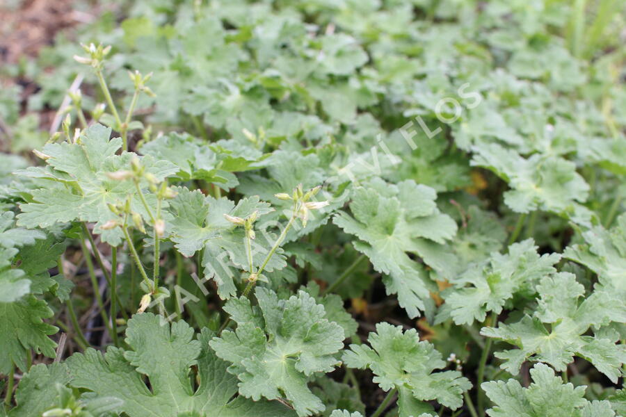 Kakost 'Alan Mayes' - Geranium 'Alan Mayes'