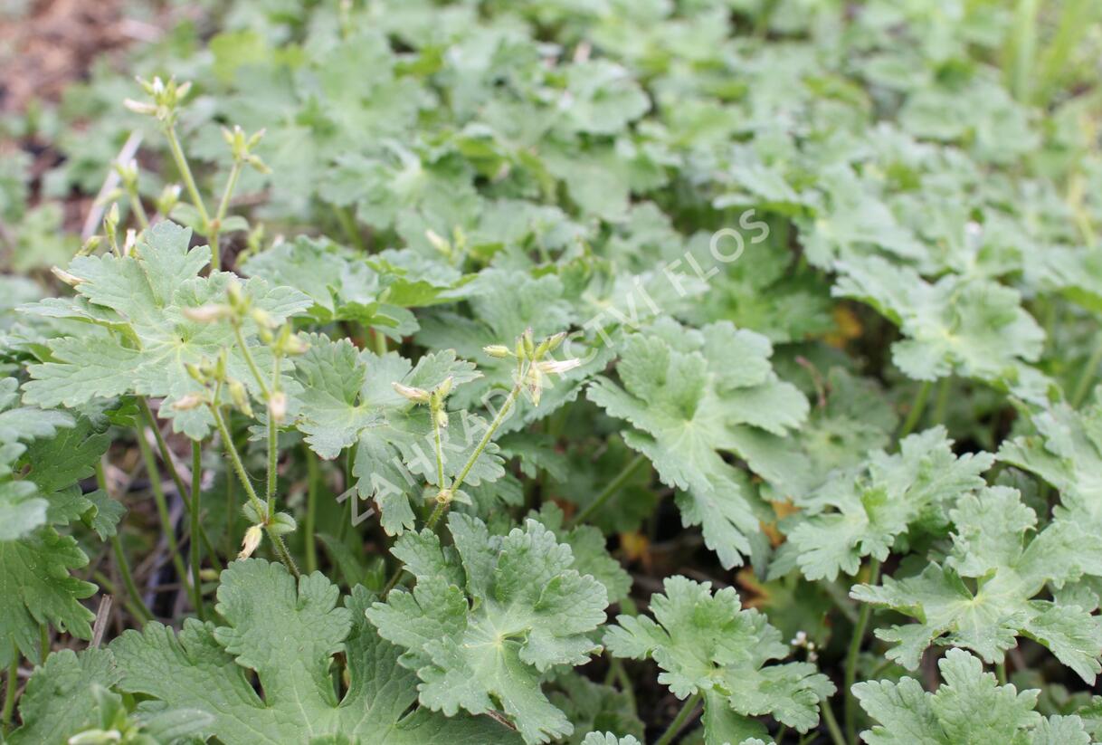 Kakost 'Alan Mayes' - Geranium 'Alan Mayes'