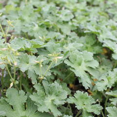 Kakost 'Alan Mayes' - Geranium 'Alan Mayes'