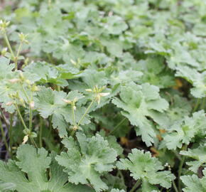 Kakost 'Alan Mayes' - Geranium 'Alan Mayes'