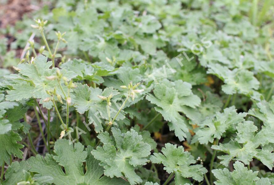 Kakost 'Alan Mayes' - Geranium 'Alan Mayes'