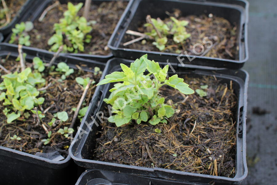 Agastache 'Apadana Rose' - Agastache hybrida 'Apadana Rose'