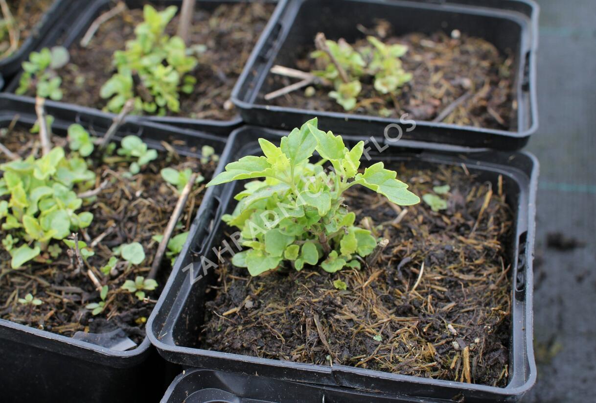 Agastache 'Apadana Rose' - Agastache hybrida 'Apadana Rose'