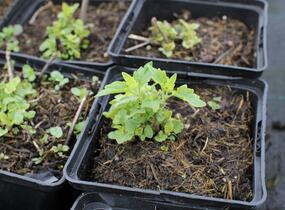 Agastache 'Apadana Rose' - Agastache hybrida 'Apadana Rose'