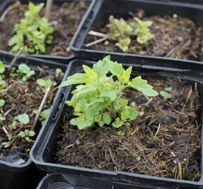 Agastache 'Apadana Rose' - Agastache hybrida 'Apadana Rose'