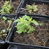 agastache-apadana-rose.jpg