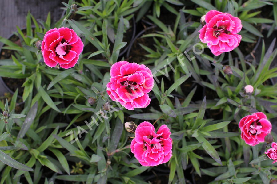 Hvozdík karafiát 'Capitan Cook' - Dianthus caryophyllus 'Capitan Cook'