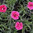 Hvozdík karafiát 'Capitan Cook' - Dianthus caryophyllus 'Capitan Cook'