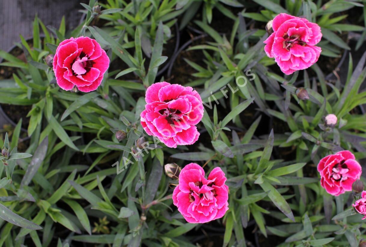 Hvozdík karafiát 'Capitan Cook' - Dianthus caryophyllus 'Capitan Cook'