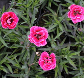 Hvozdík karafiát 'Capitan Cook' - Dianthus caryophyllus 'Capitan Cook'