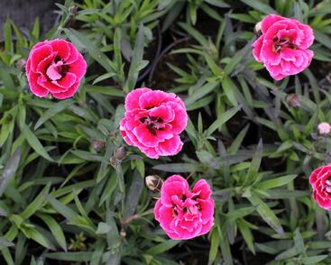 Hvozdík karafiát 'Capitan Cook'