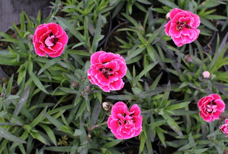 Hvozdík karafiát 'Capitan Cook' - Dianthus caryophyllus 'Capitan Cook'