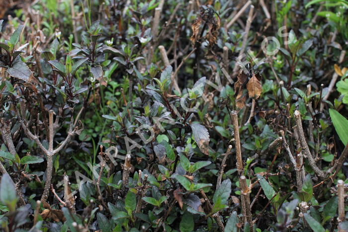 Kapská fuchsie 'Cherry Ripe' - Phygelius aequalis 'Cherry Ripe'