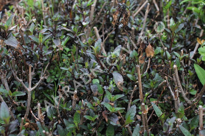 Kapská fuchsie 'Cherry Ripe' - Phygelius aequalis 'Cherry Ripe'