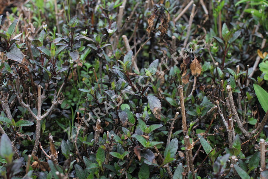 Kapská fuchsie 'Cherry Ripe' - Phygelius aequalis 'Cherry Ripe'