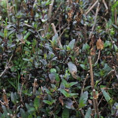 Kapská fuchsie 'Cherry Ripe' - Phygelius aequalis 'Cherry Ripe'