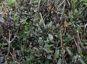 Kapská fuchsie 'Cherry Ripe' - Phygelius aequalis 'Cherry Ripe'