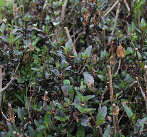 Kapská fuchsie 'Cherry Ripe' - Phygelius aequalis 'Cherry Ripe'