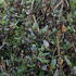 kapska-fuchsie-cherry-ripe.jpg
