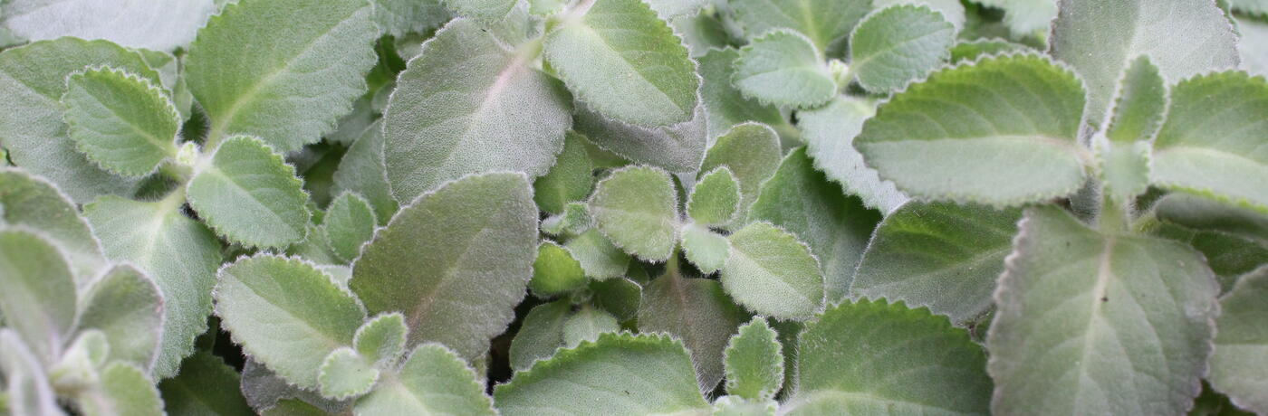 Plectranthus amboinicus