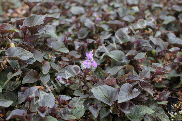 Violka růžkatá - Viola labradorica 'Purpurea'