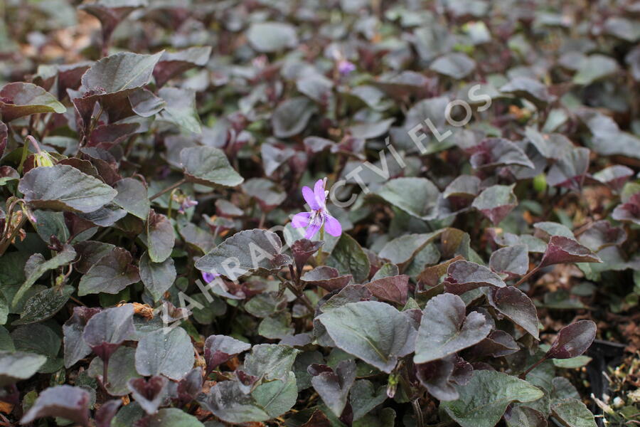 Violka růžkatá - Viola labradorica 'Purpurea'