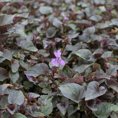 Violka růžkatá - Viola labradorica 'Purpurea'