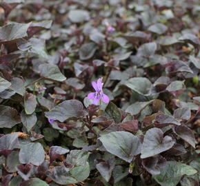 Violka růžkatá - Viola labradorica 'Purpurea'