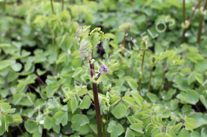 Žluťucha 'Nimbus White' - Thalictrum 'Nimbus White'®