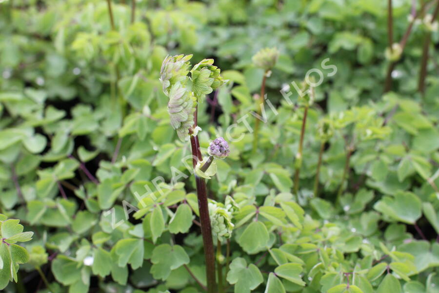 Žluťucha 'Nimbus White' - Thalictrum 'Nimbus White'®