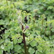 Žluťucha 'Nimbus White' - Thalictrum 'Nimbus White'®