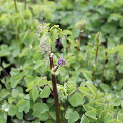 Žluťucha 'Nimbus White' - Thalictrum 'Nimbus White'®