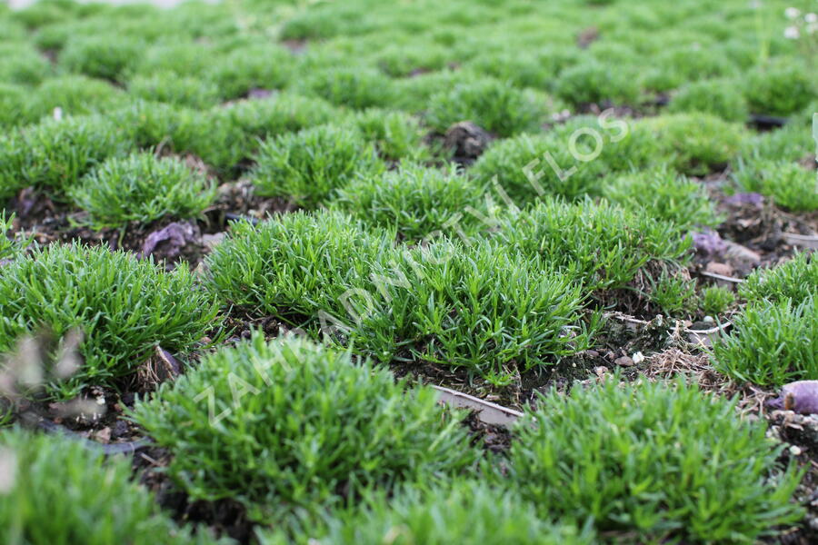 Úrazník položený - Sagina procumbens