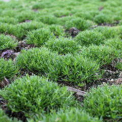 Úrazník položený - Sagina procumbens