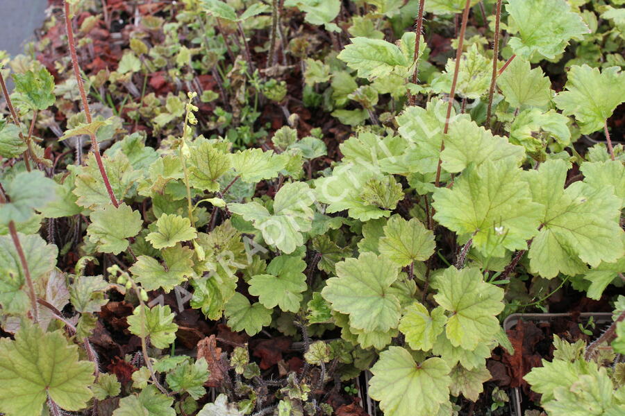 Mitrovka velkokvětá 'Rubra' - Tellima grandiflora 'Rubra'