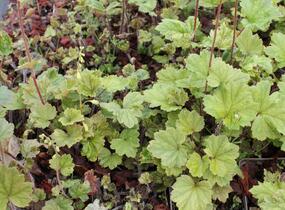 Mitrovka velkokvětá 'Rubra' - Tellima grandiflora 'Rubra'
