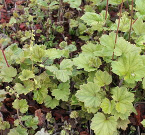 Mitrovka velkokvětá 'Rubra' - Tellima grandiflora 'Rubra'