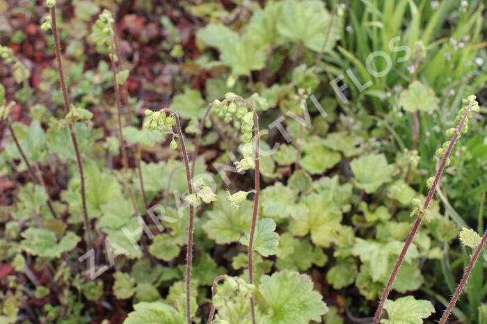 Mitrovka velkokvětá 'Rubra' - Tellima grandiflora 'Rubra'