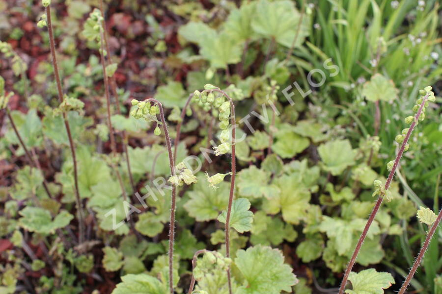 Mitrovka velkokvětá 'Rubra' - Tellima grandiflora 'Rubra'