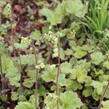 Mitrovka velkokvětá 'Rubra' - Tellima grandiflora 'Rubra'