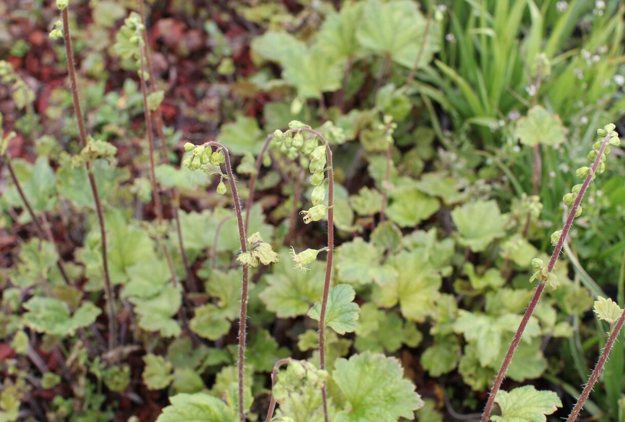 Mitrovka velkokvětá 'Rubra' - Tellima grandiflora 'Rubra'