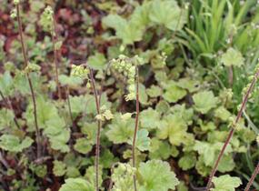 Mitrovka velkokvětá 'Rubra' - Tellima grandiflora 'Rubra'