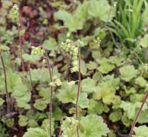 Mitrovka velkokvětá 'Rubra' - Tellima grandiflora 'Rubra'