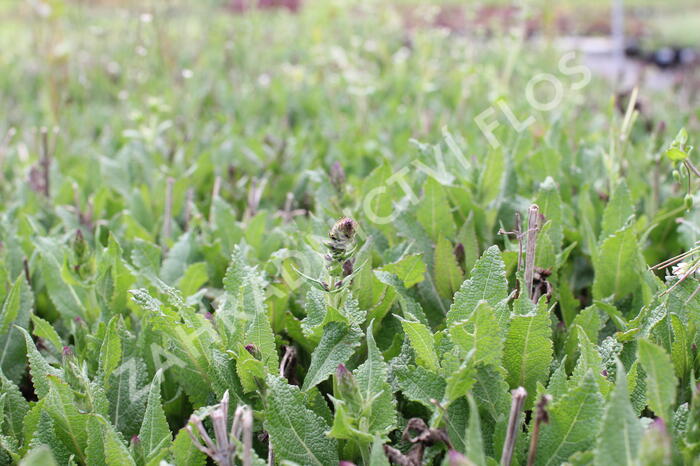 Šalvěj hajní 'Salute Deep Blue' - Salvia nemorosa 'Salute Deep Blue'