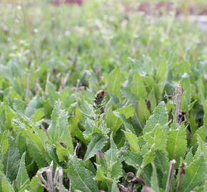 Šalvěj hajní 'Salute Deep Blue' - Salvia nemorosa 'Salute Deep Blue'