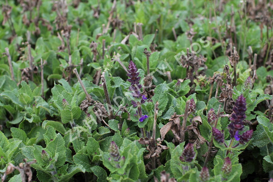 Šalvěj hajní 'Midnight Purple' - Salvia nemorosa 'Midnight Purple'