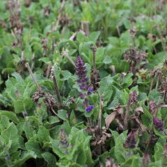 Šalvěj hajní 'Midnight Purple' - Salvia nemorosa 'Midnight Purple'