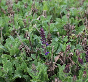 Šalvěj hajní 'Midnight Purple' - Salvia nemorosa 'Midnight Purple'