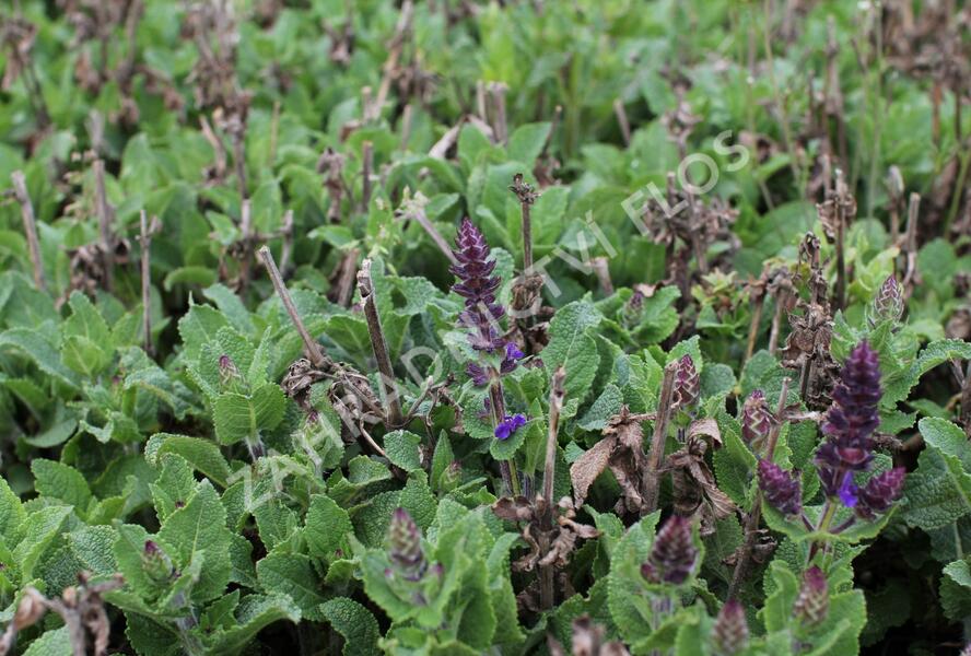 Šalvěj hajní 'Midnight Purple' - Salvia nemorosa 'Midnight Purple'