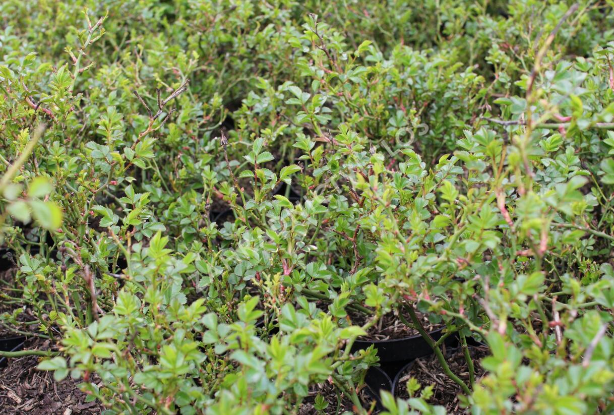 Růže půdopokryvná Kordes 'Knirps' - Rosa PK 'Knirps'